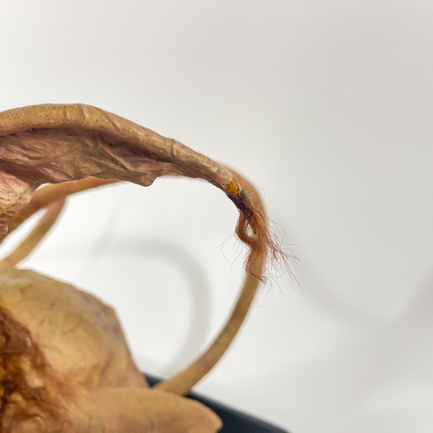 Salacious B. Crumb Life-Size Figure – Sideshow Collectibles (2008)